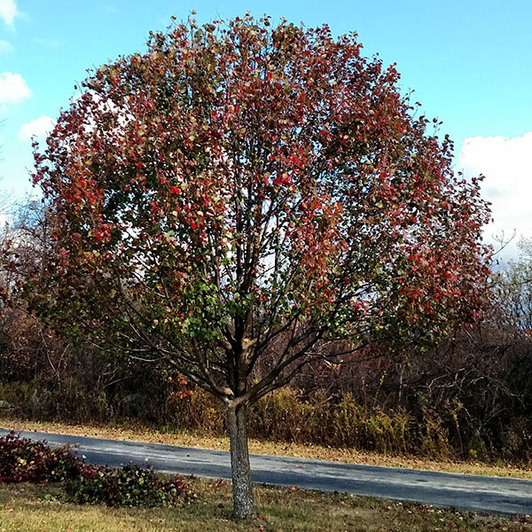 Ornamental-Fruit-Tree-Care