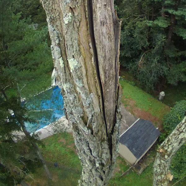 Tree-Risk-Assessment