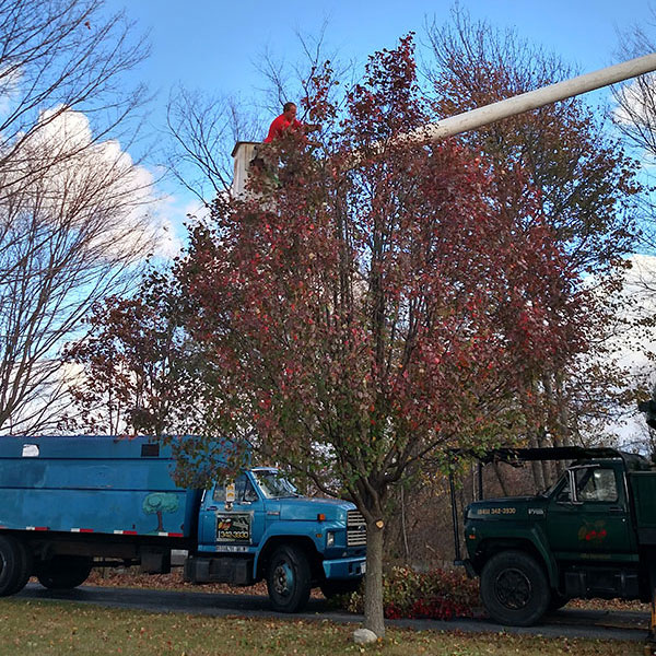 Tree-trimming-and-pruning