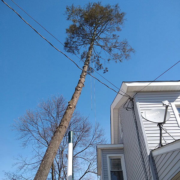 Utility-power-service-line-clearance